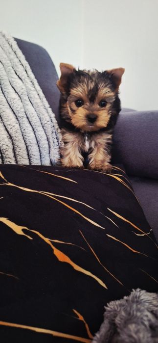 Piękna  Sunia yorkshire terrier