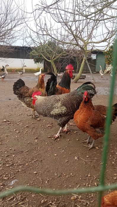 Galo pedrês para venda