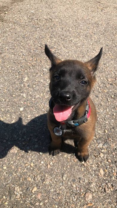 Бельгийская овчарка малинуа