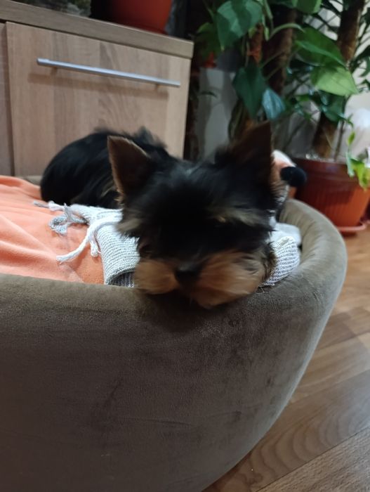 Мініатюрний хлопчик