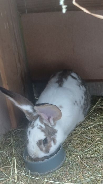 Króliki  samce 3 szt