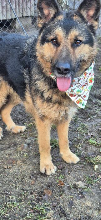 Piesek około cztery lata