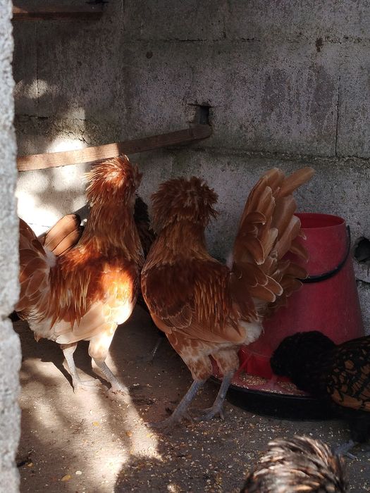 Vendo Galo paduana Chamois