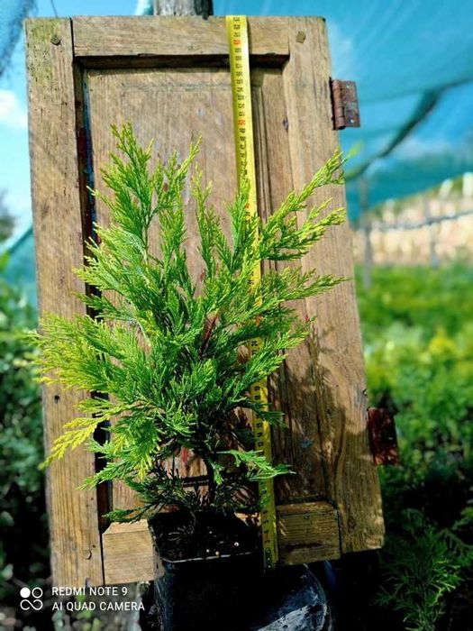 Кипарисовики живці 10см, П9