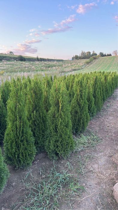 Tuja Szmaragd 140-150cm DOSTAWA ‼️ SADZENIE ‼️ PRODUCENT