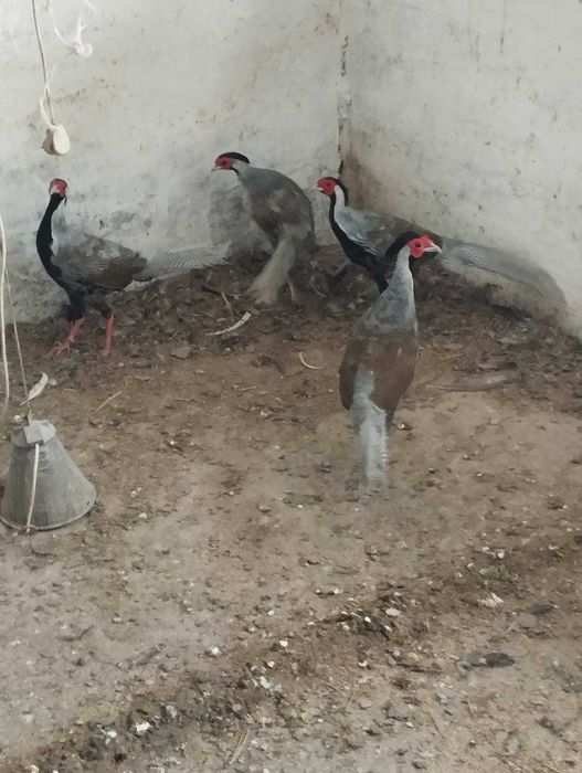 Bażanty srebrne roczne