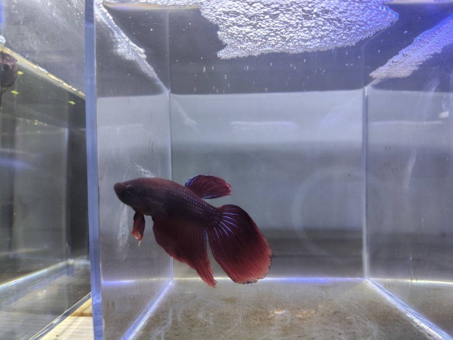 Bettas machos cores variadas