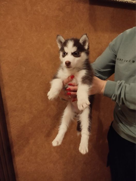 Чарівні цуценята Хаскі