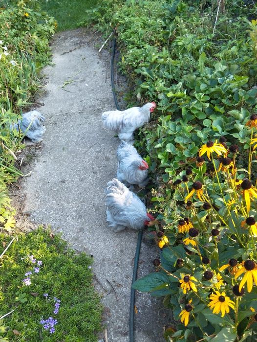 Kochin lawendowy kogutki KOCHINKI