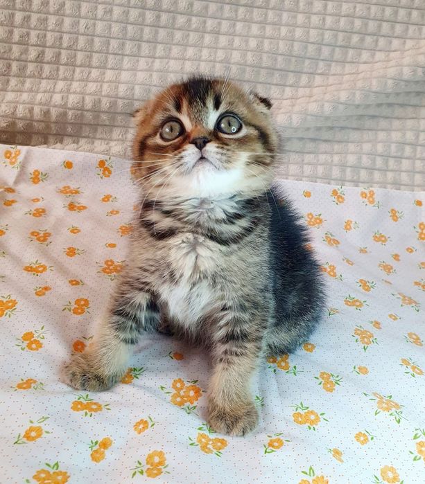 Шотландський котик