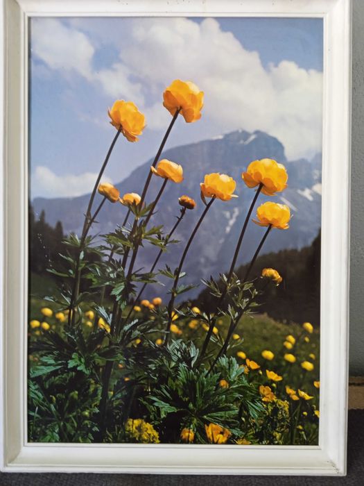 Quadros/Telas/Foto (veja os meus outros anúncios)