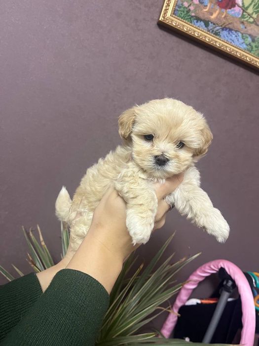 Цуценята Мальтіпу Ф1