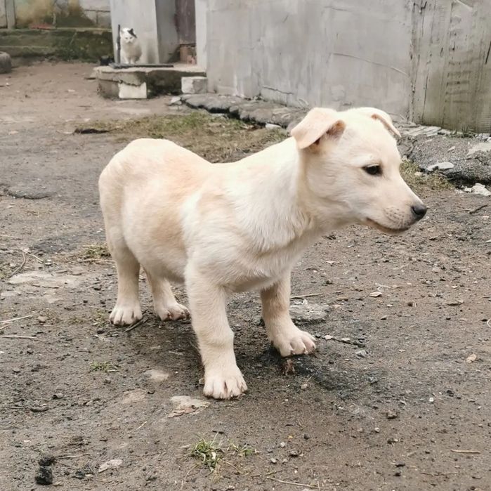Щенок в хорошие руки