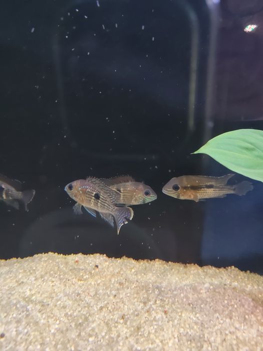 Green terror (audionarca rivulatos )