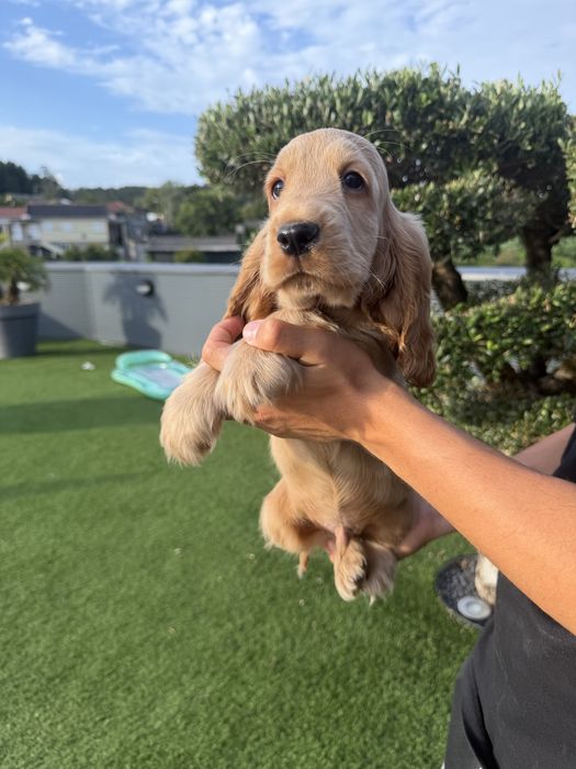 Cocker menino  lindo