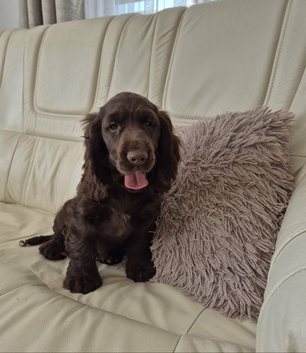 Cocker Spaniel Angielski