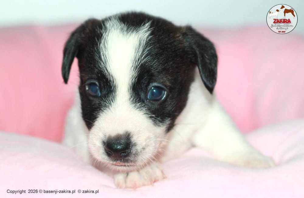 Jack Russell Terrier ZKwP| ZAKIRA FCI | SUCZKA gotowa do odbioru