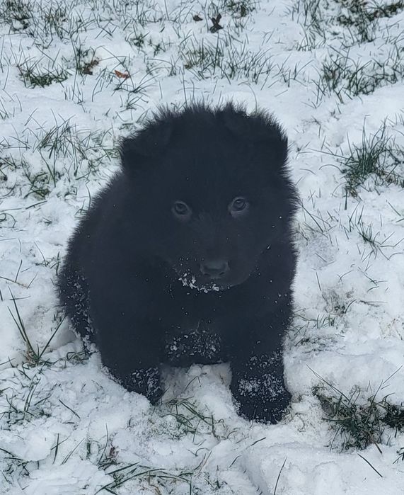 Owczarek niemiecki sunia