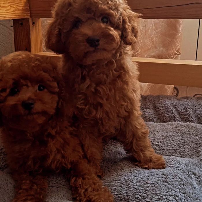 Продаж цуценята той пудель Ред Браун