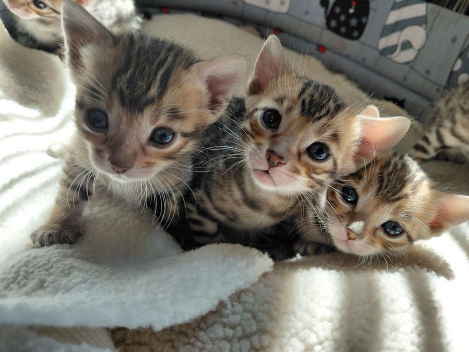 Бенгальские котята
