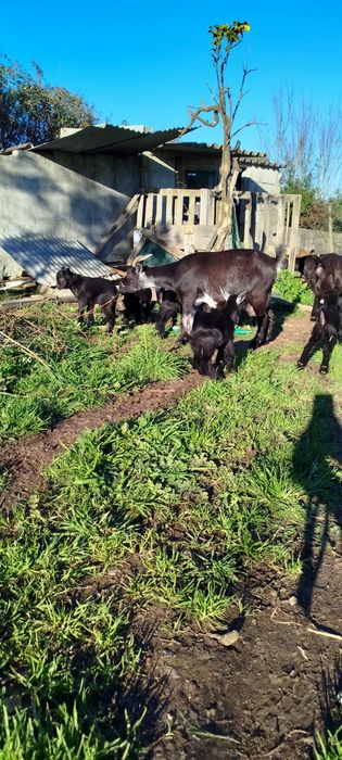 Cabras anãs nascidas em Dezembro '25