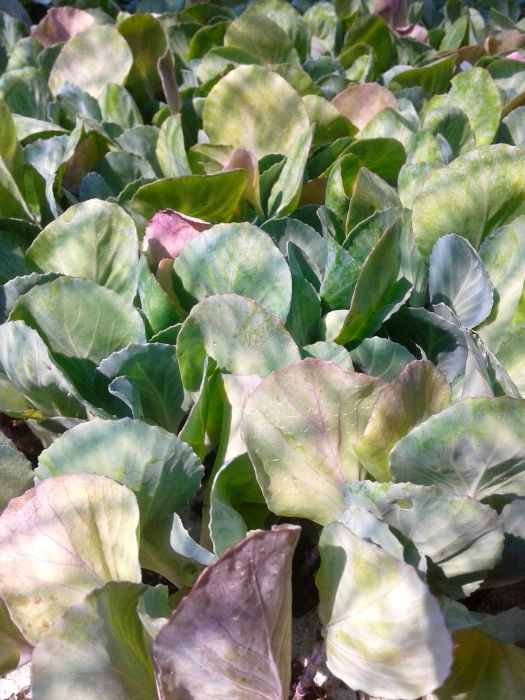 Mudas para horta - alface, couve, beterraba, cebolo, alho-francês, etc