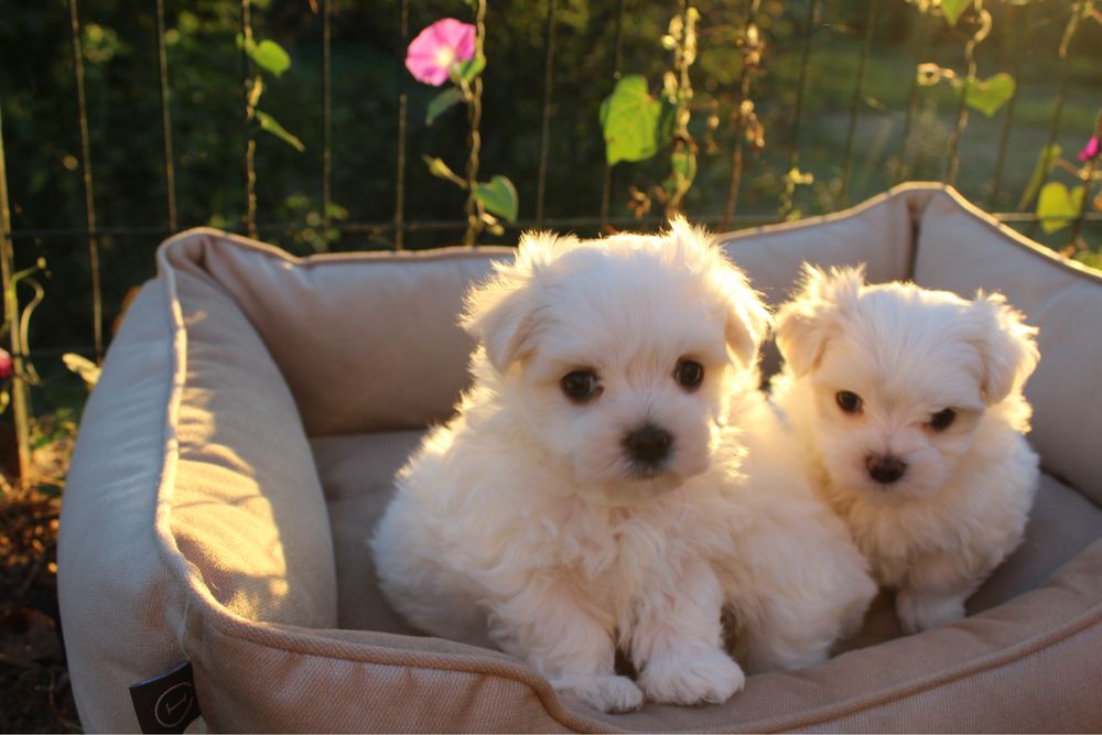 Чисткровні цуценята мальтійської болонки