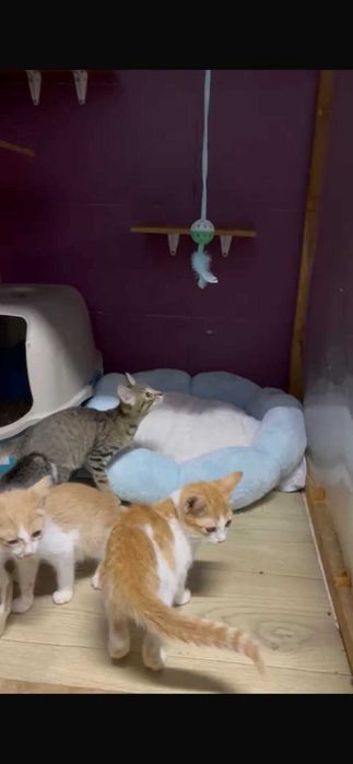 Koty czekają na domy