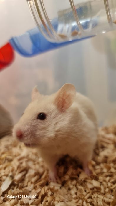 Хомяк белый сатиновый серый персиковый хомячки джунгарские