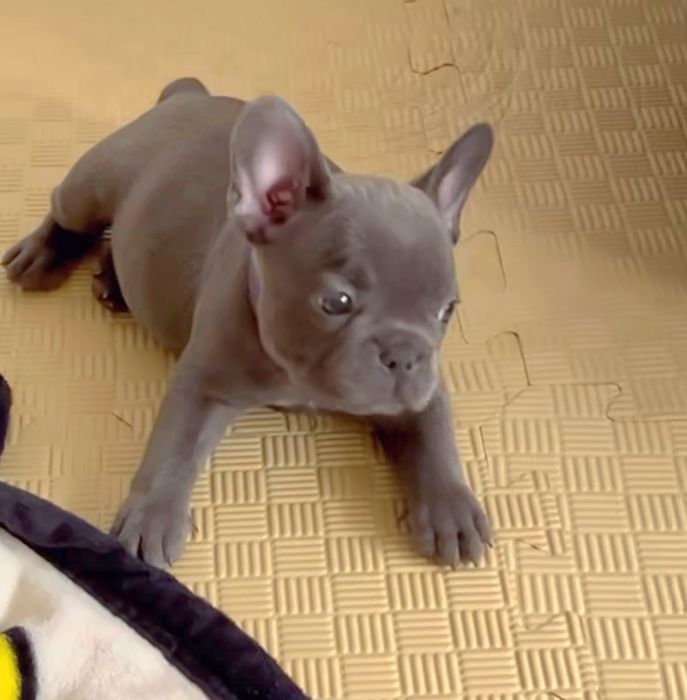 Дуже гарні цуценята