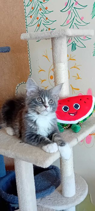 Kotek  Maine Coon o imieniu Eos