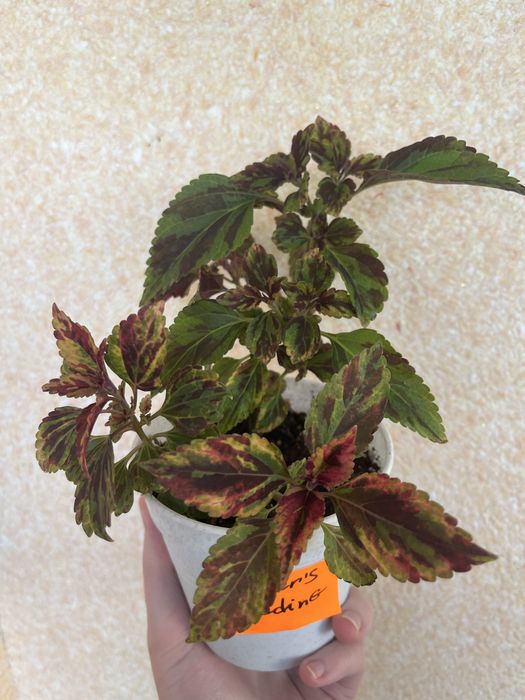 Колеуси. Гарно вкоріненні