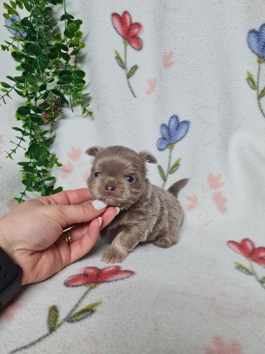 Excecional mini pelo comp Chihuahua/Chiuaua de Qualidad,LinhagemRussa