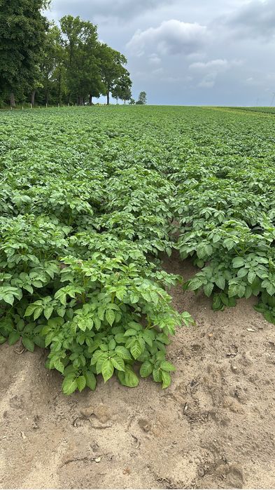 Warzywa od rolnika marchew, pietruszka, ziemniaki