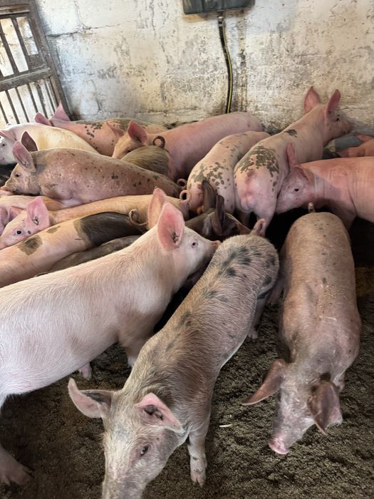 Продам поросят мʼясної породи