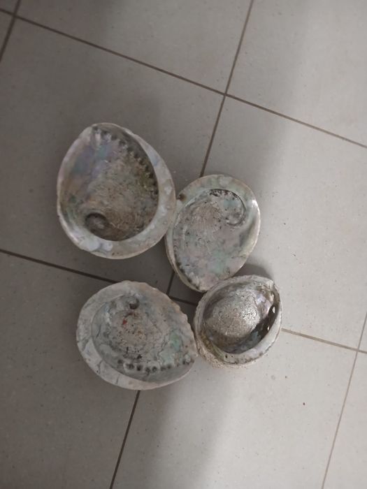 Abalone muszle 4 sztuki
