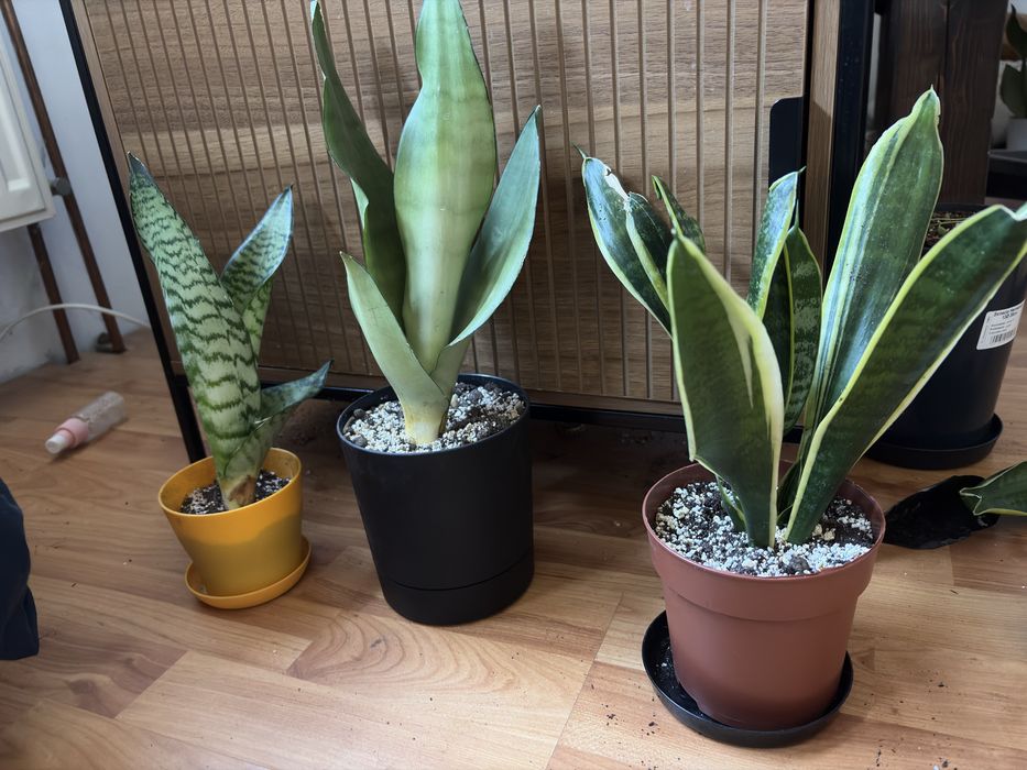 Sansewiery nadwyżka