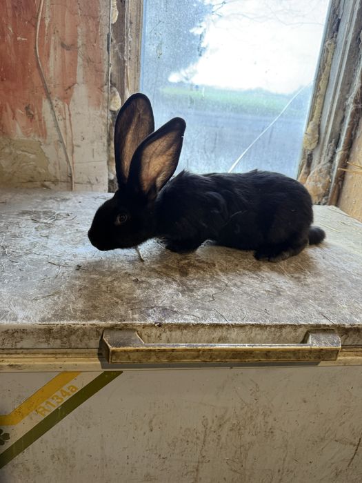 Olbrzym belgijski czarny