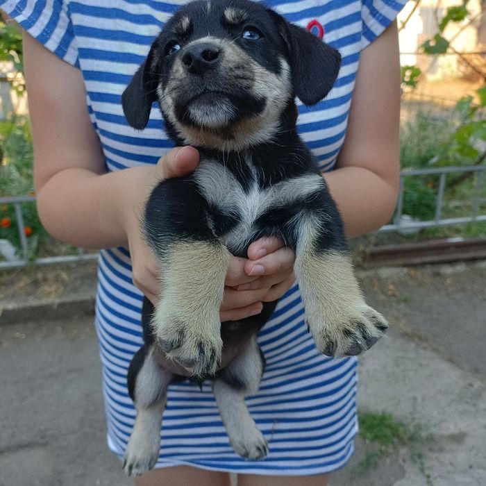 Віддам безкоштовно цуценят