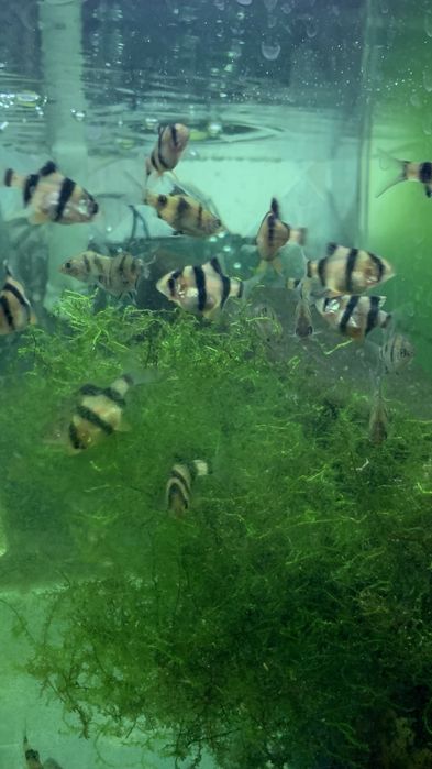 Продам рибки гуппіта барбуси по 1,5см.