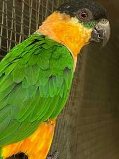 Marianinhas - Pionites