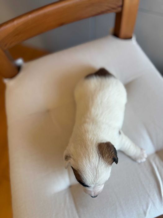 Jack Russell Terrier  # BIANKA Smartie Jacks # pure breed FEMALE Jack