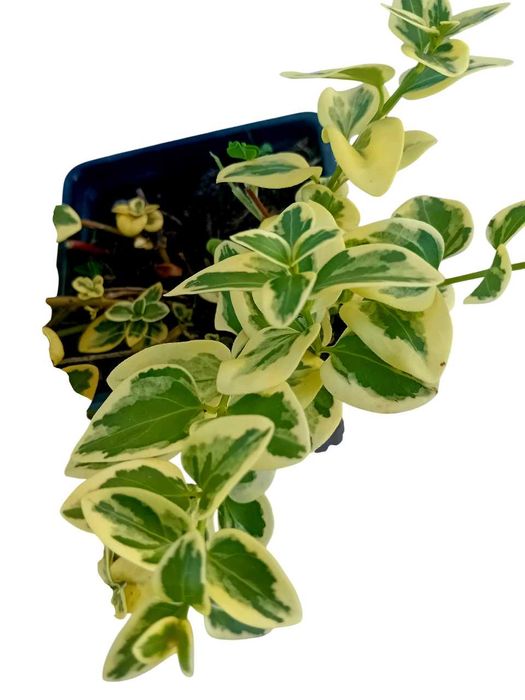 Plantas de Vinca Maior variegada ou nao variegada