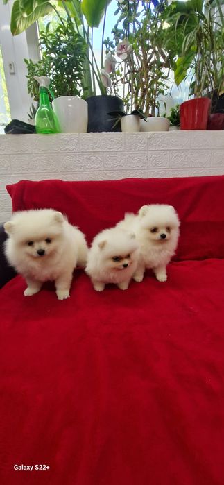 Szpic pomeranian biała sunia