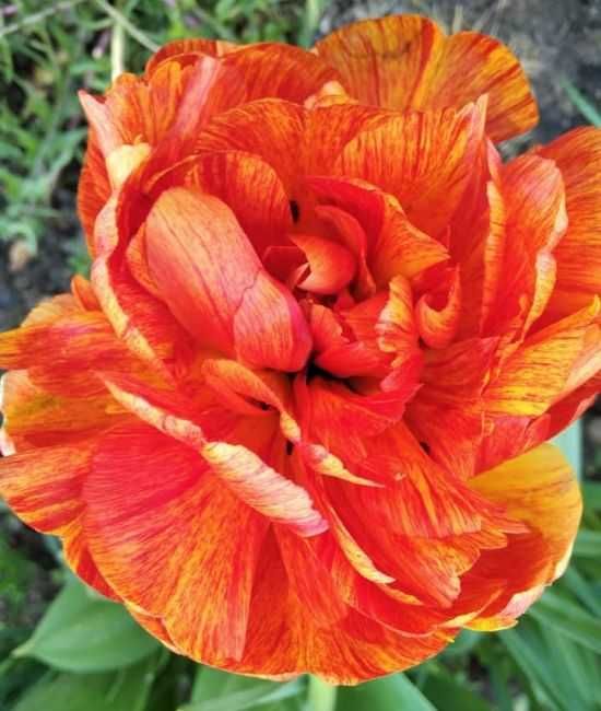 Tulipany pełne Gudoshnik Double 100 cebulek za 45  zł