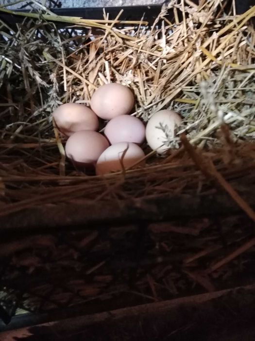 Jaja wiejskie z wolnego wybiegu, eko na własnym ziarnie.