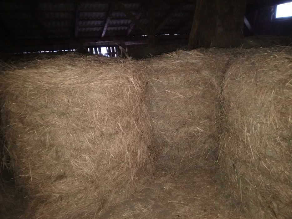 Bele siana 120cm 2024/25