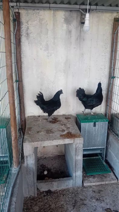 Galinhas Aramy Ceramy