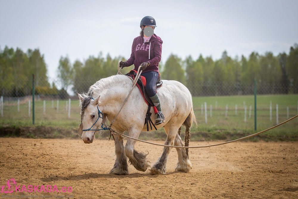 Likwidacja stada koni Gypsy Cob | nie tinker