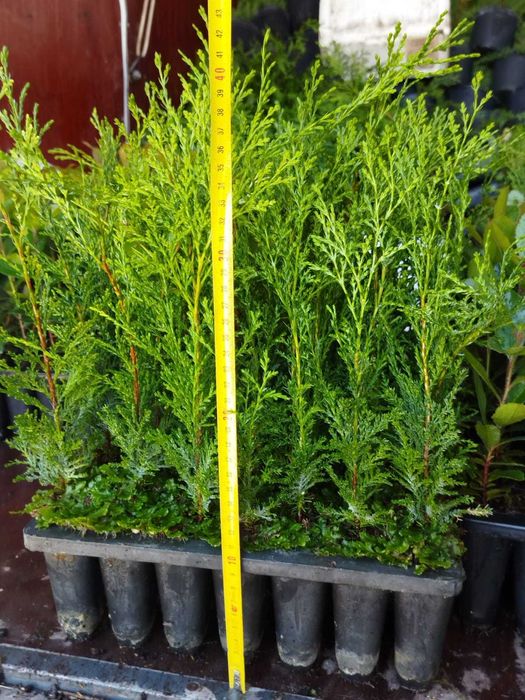 Cedros para sebes ou vedações